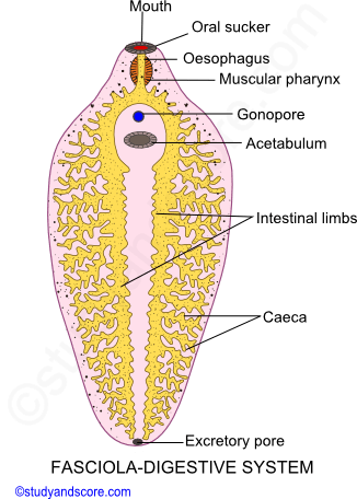 digestive system, fasciola hepatica, mouth, oral sucker, acetabulum, caeca, excretory pore